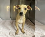 Small #1 Chihuahua Mix