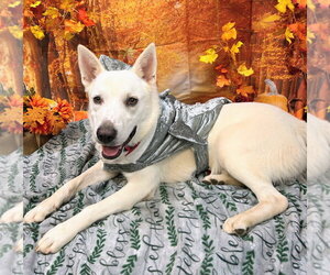 Bodhi - Male Mutt Dog for Adoption - Photo #2