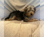 Small #3 Yorkshire Terrier
