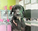 Small #3 Labrador Retriever Mix