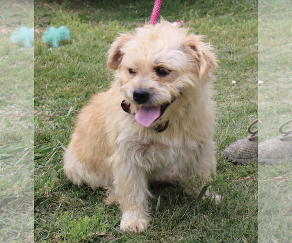 Medium Photo #2 Cairn Terrier-Unknown Mix Puppy For Sale in Bandera, TX, USA