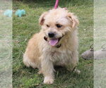 Small #1 Cairn Terrier Mix