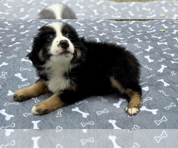 Medium Photo #4 Miniature Australian Shepherd Puppy For Sale in SALISBURY, NC, USA