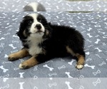 Small Photo #4 Miniature Australian Shepherd Puppy For Sale in SALISBURY, NC, USA