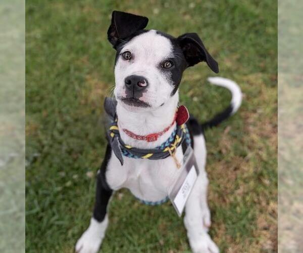 Medium Photo #24 Boxer-Unknown Mix Puppy For Sale in San Diego, CA, USA