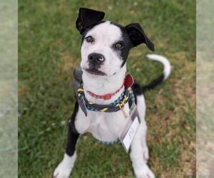 Wyle (Emmy Pup) - Male Boston Terrier-Boxer Mix Dog for Adoption - Photo #24