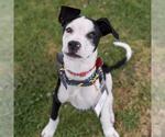 Small Photo #24 Boxer-Unknown Mix Puppy For Sale in San Diego, CA, USA