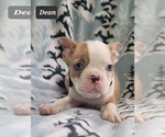 Small Photo #6 Faux Frenchbo Bulldog Puppy For Sale in MINERAL WELLS, WV, USA