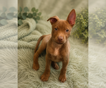 Small #1 American Pit Bull Terrier Mix