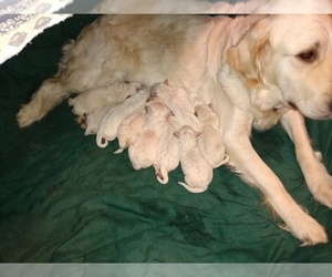 Mother of the Goldendoodle puppies born on 11/11/2020