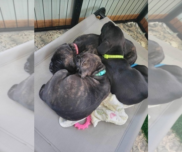 Medium Photo #6 Cane Corso Puppy For Sale in OSSEO, WI, USA