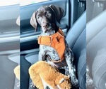 Small Photo #8 German Shorthaired Pointer Puppy For Sale in CORONA, CA, USA