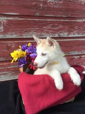 Siberian Husky Puppy for sale in POTTERSVILLE, MO, USA