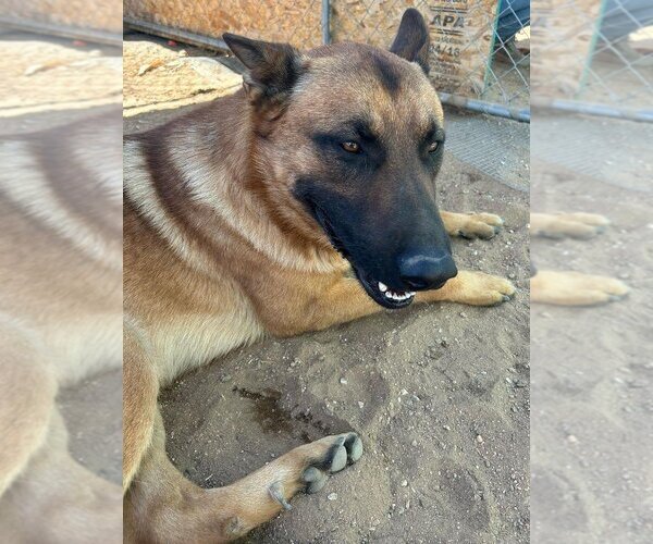 Medium Photo #6 German Shepherd Dog Puppy For Sale in Apple Valley, CA, USA