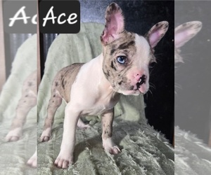 Faux Frenchbo Bulldog Puppy for sale in ALBANY, OH, USA