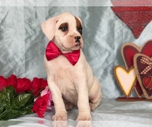 Boxer Puppy for sale in LANCASTER, PA, USA