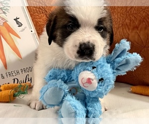 Saint Bernard Puppy for sale in SAVANNAH, MO, USA