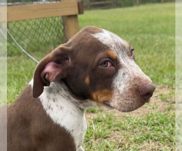 Medium Photo #3 Pointer-Unknown Mix Puppy For Sale in Tarrytown, GA, USA