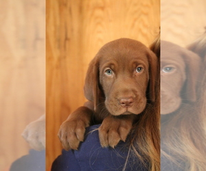 Labrador Retriever Puppy for sale in GRETNA, VA, USA