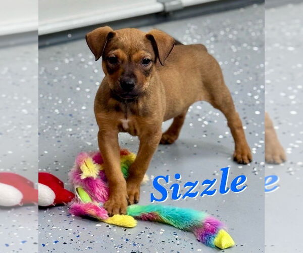 Medium Photo #1 American Pit Bull Terrier-Labrador Retriever Mix Puppy For Sale in Lakewood, CO, USA