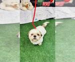 Small Lhasa Apso