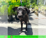 Small #4 Labrador Retriever Mix
