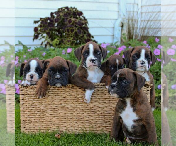 Medium Photo #3 Boxer Puppy For Sale in GORDONVILLE, PA, USA