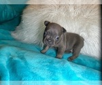 Small #1 French Bulldog