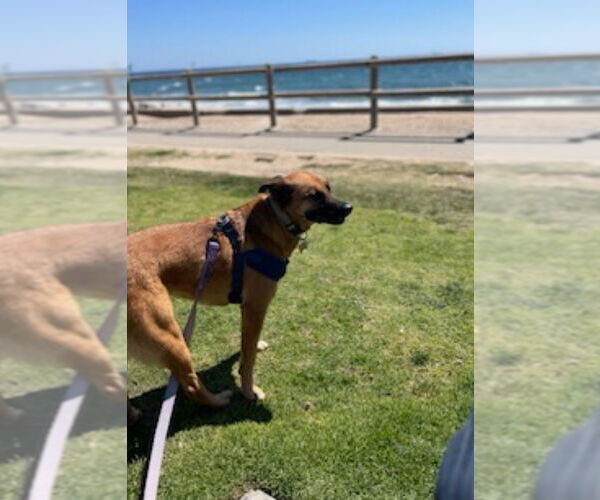 Medium Photo #8 Mutt Puppy For Sale in Dana Point, CA, USA