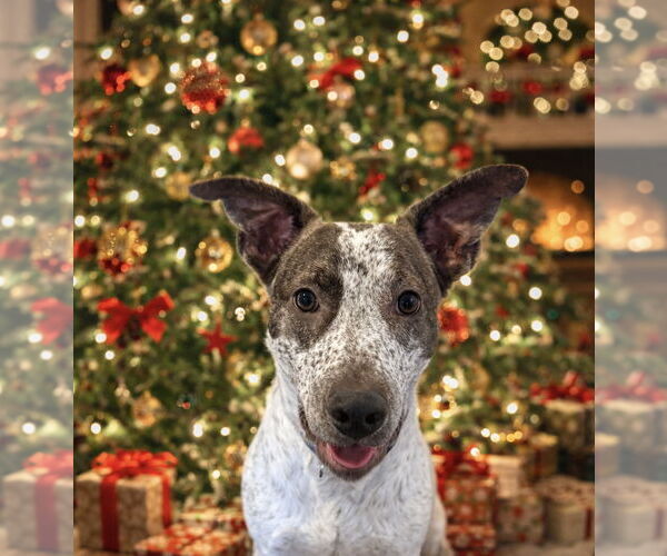 Medium Photo #7 Mutt Puppy For Sale in Woodbury, NY, USA