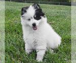 Puppy 3 Pomsky