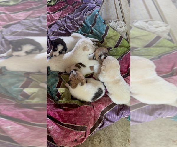 Medium Photo #23 Ausky-Great Pyrenees Mix Puppy For Sale in EDNA, TX, USA