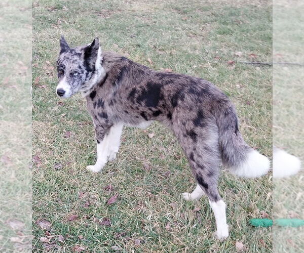 Medium Photo #4 Australian Shepherd-German Shepherd Dog Mix Puppy For Sale in Aurora, IN, USA
