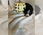 Puppy Green Boy Bernese Mountain Dog