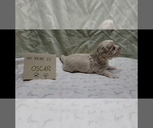 Medium Photo #8 Maltipoo (Miniature) Puppy For Sale in BROOKFIELD, MO, USA