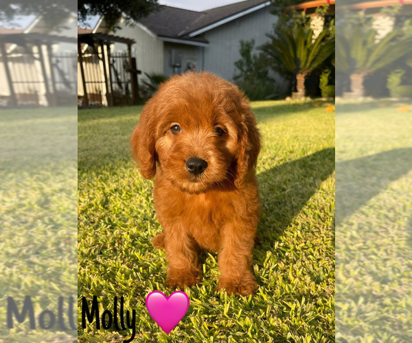 Medium Photo #10 Goldendoodle (Miniature) Puppy For Sale in BAKERSFIELD, CA, USA