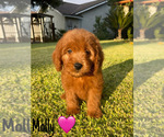 Small #9 Goldendoodle (Miniature)