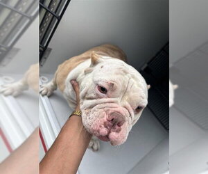 American Bulldog Dogs for adoption in Houston, TX, USA