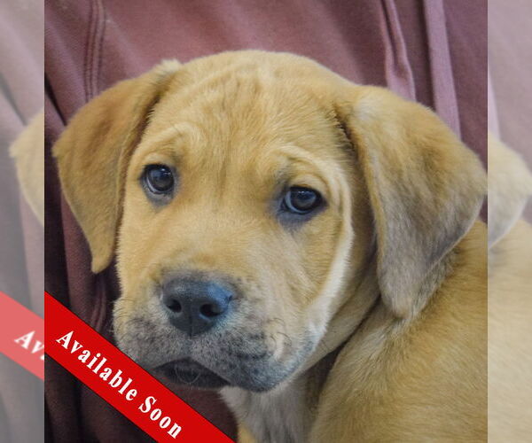 Medium Photo #1 Mastiff-Unknown Mix Puppy For Sale in Huntley, IL, USA