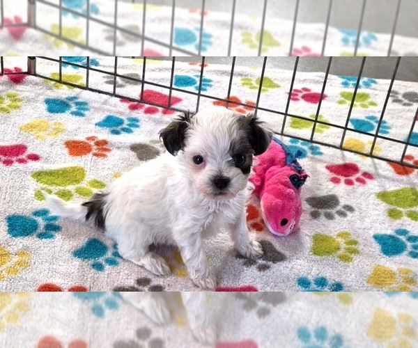 Medium Photo #2 Havapoo Puppy For Sale in ORO VALLEY, AZ, USA