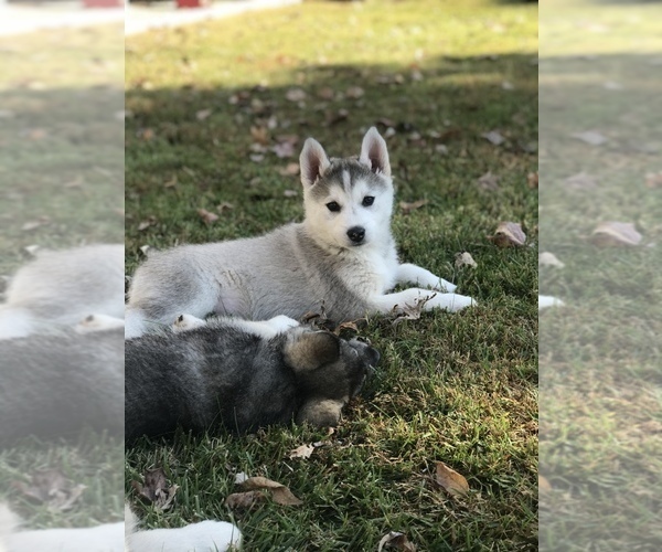 Medium Photo #3 Wolf Hybrid Puppy For Sale in HARRISON, AR, USA