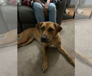 Labrador Retriever-Rhodesian Ridgeback Mix Dogs for adoption in Princeton, MN, USA