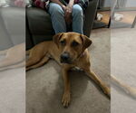 Small Labrador Retriever-Rhodesian Ridgeback Mix
