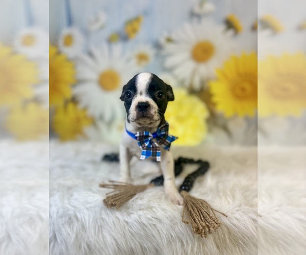 Medium Photo #7 Boston Terrier Puppy For Sale in RIPLEY, MS, USA