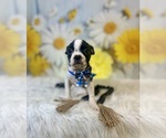Small #6 Boston Terrier