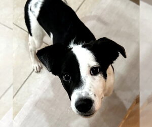 Australian Shepherd-Unknown Mix Dogs for adoption in Royal Palm Beach, FL, USA