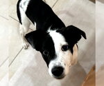 Small Australian Shepherd Mix