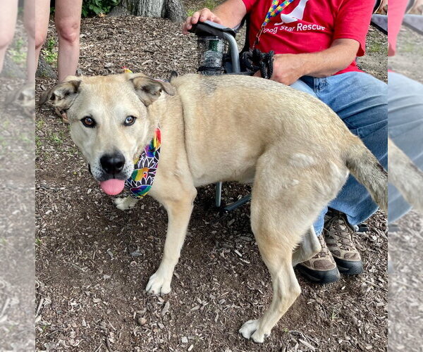 Medium Photo #34 Anatolian Shepherd-Unknown Mix Puppy For Sale in Canton, CT, USA