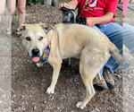 Small #33 Anatolian Shepherd Mix