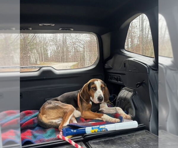 Medium Photo #6 Mutt Puppy For Sale in Elmsford, NY, USA